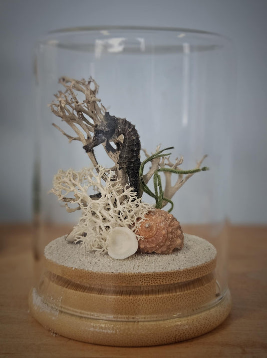 Seahorse Marine Themed Jar #1