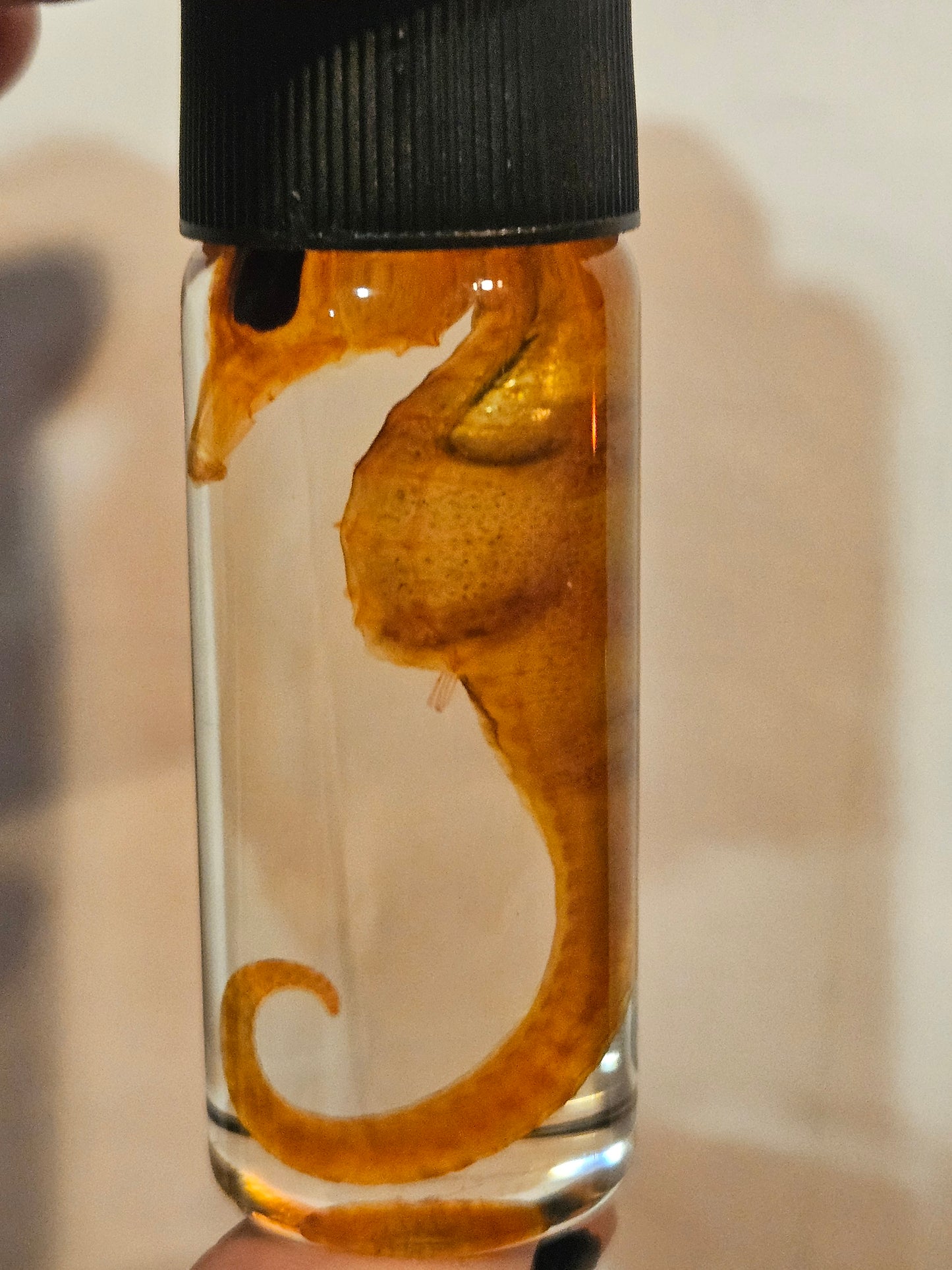Diaphonized Seahorse