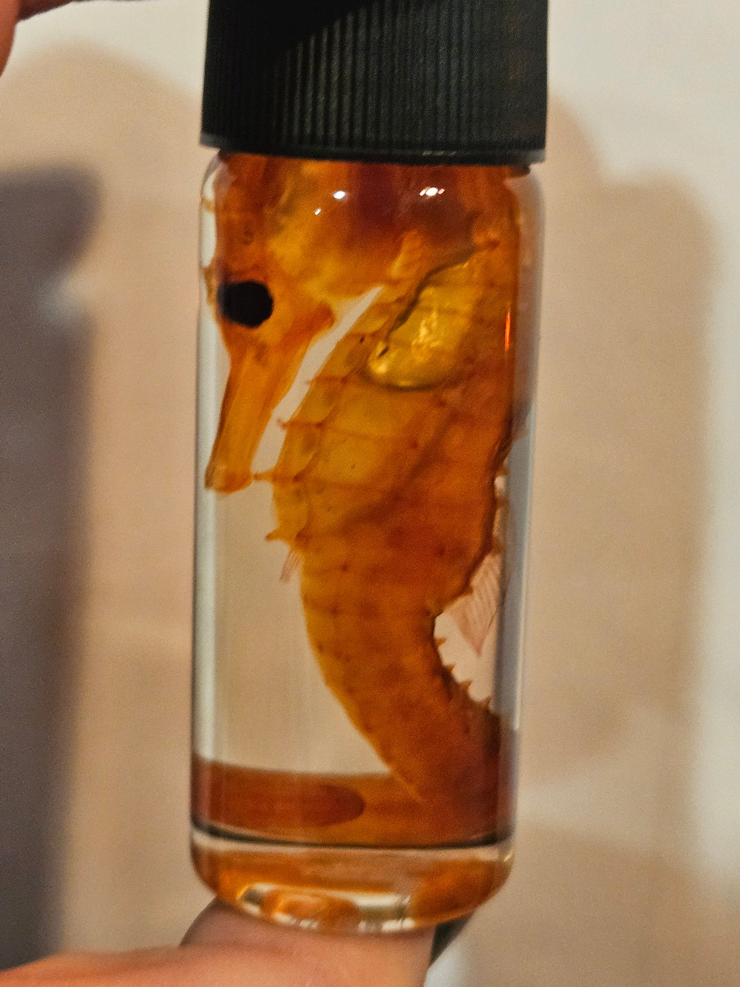 Diaphonized Seahorse
