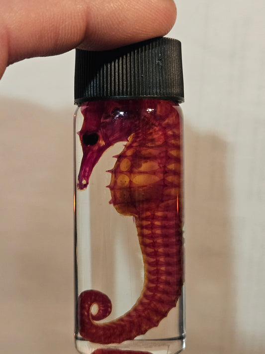 Diaphonized Seahorse