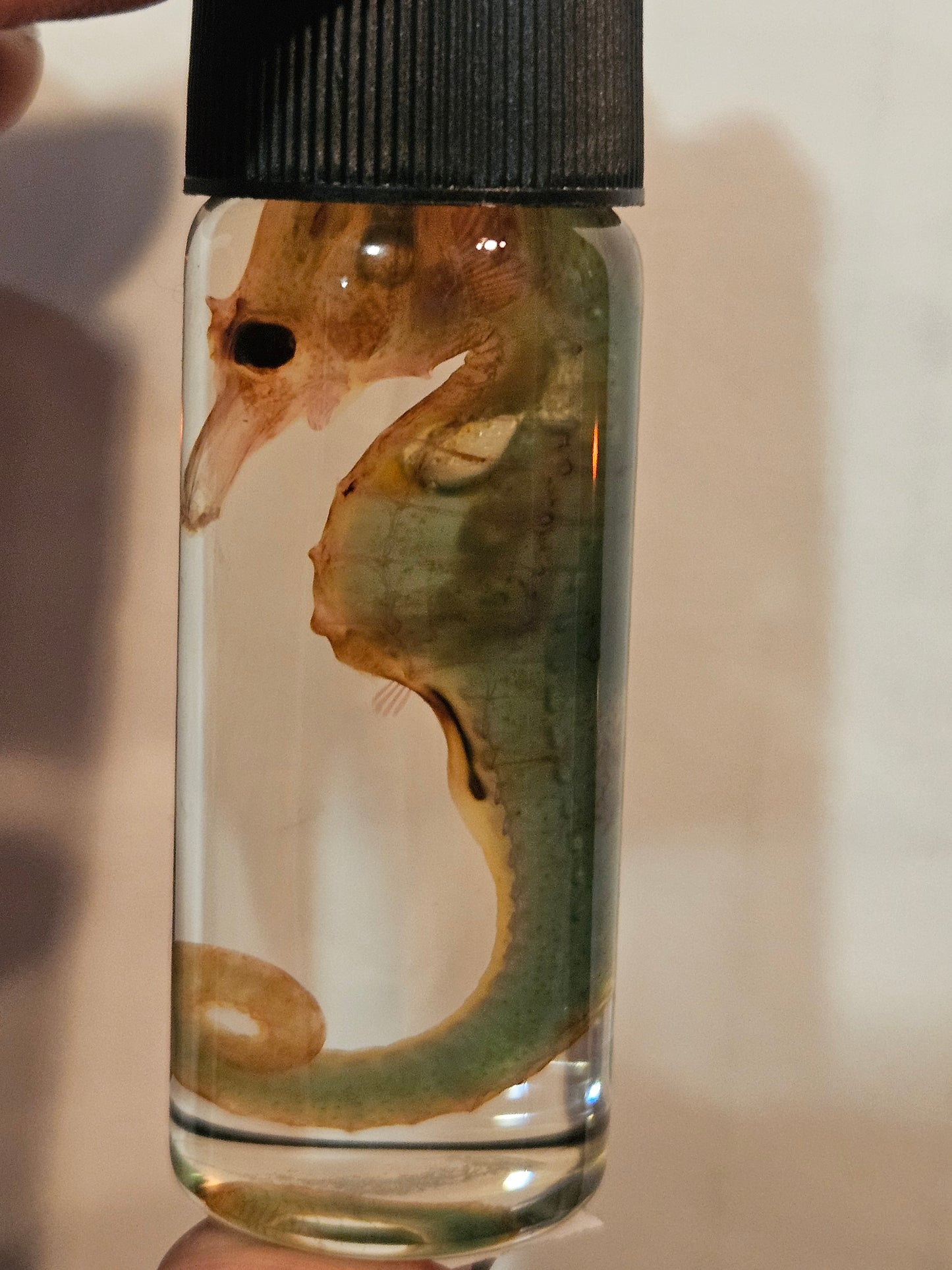 Diaphonized Seahorse