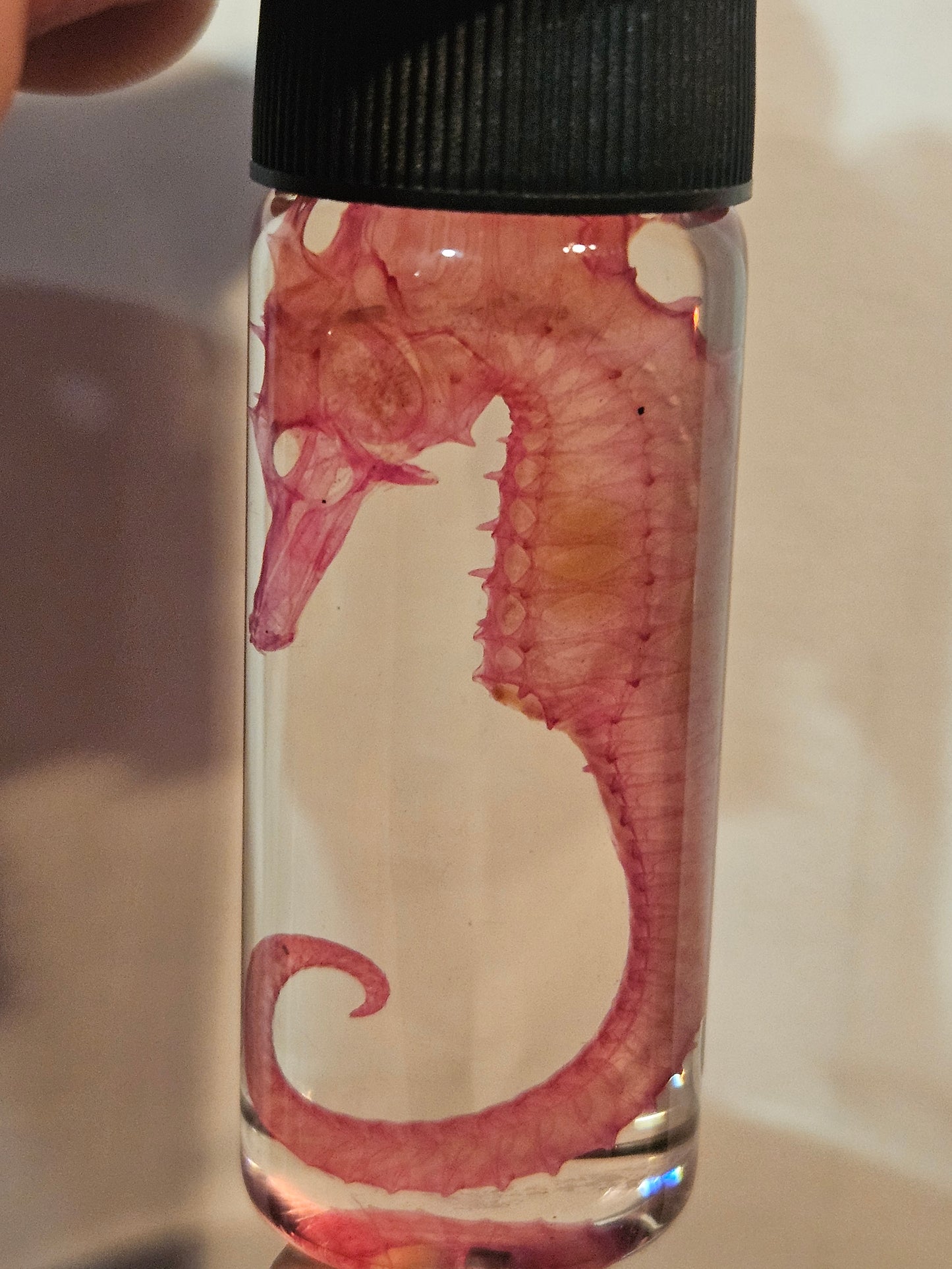 Diaphonized Seahorse