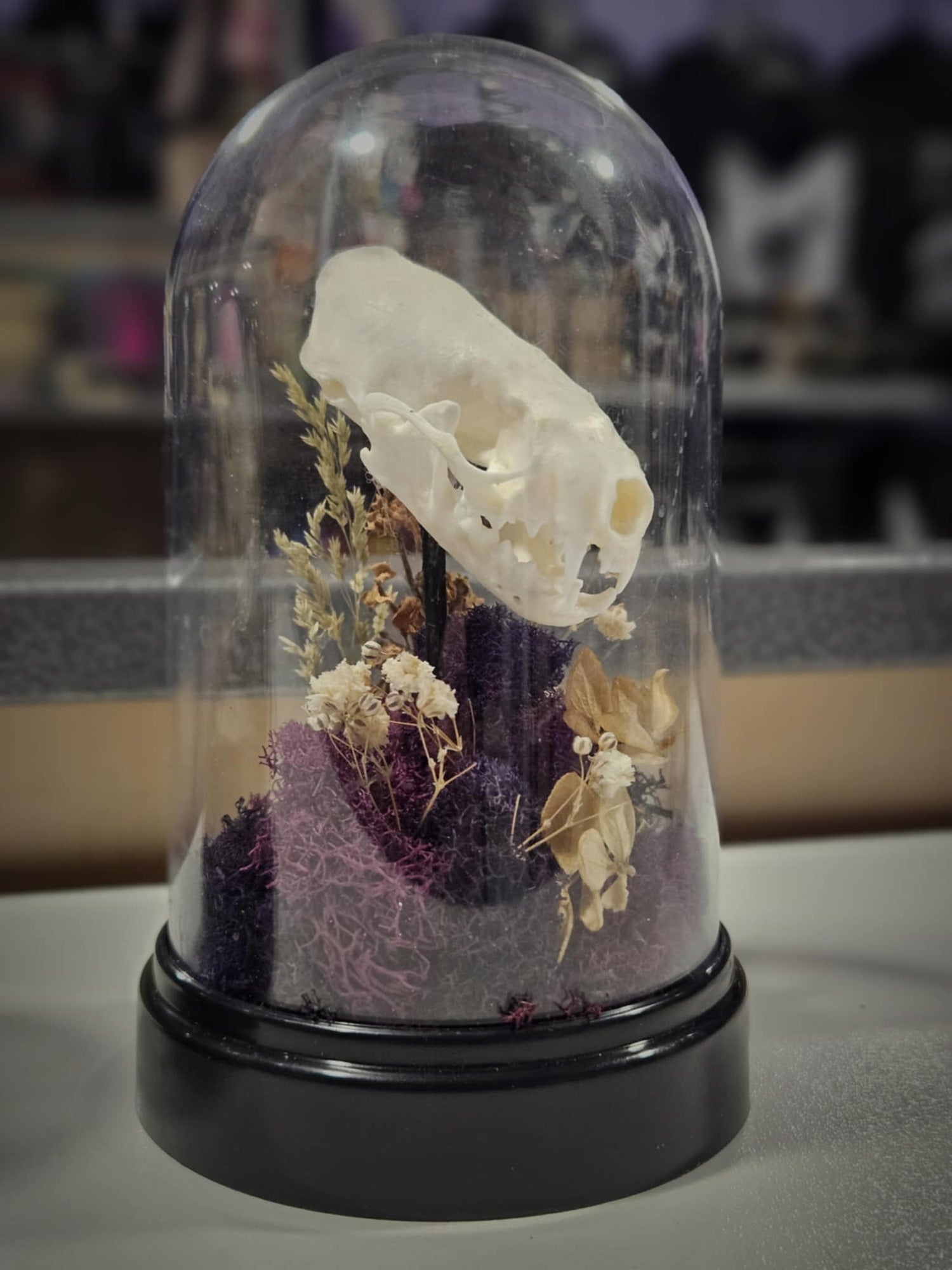 Oddities & Curiousities