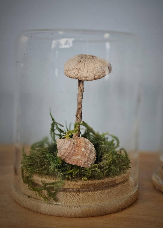 Mushroom Jar