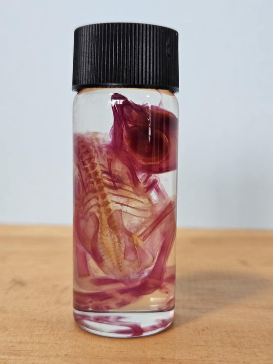 Diaphonized Chick